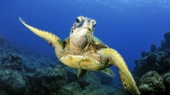 116 самок на одного самця. Як глобальне потепління впливає на популяцію морських  черепах - BBC News Україна
